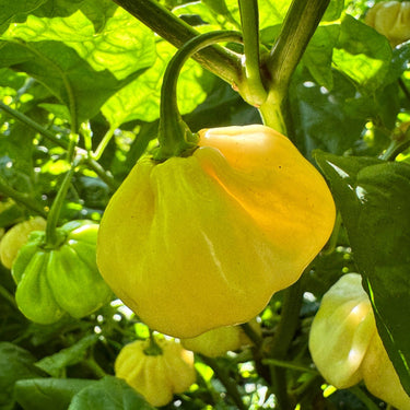 Scotch Bonnet Cream - Seeds - The Pepper Pantry (Formerly Marie Sharp's)